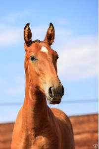 Photo cheval a vendre SUKI DE LA GESSE